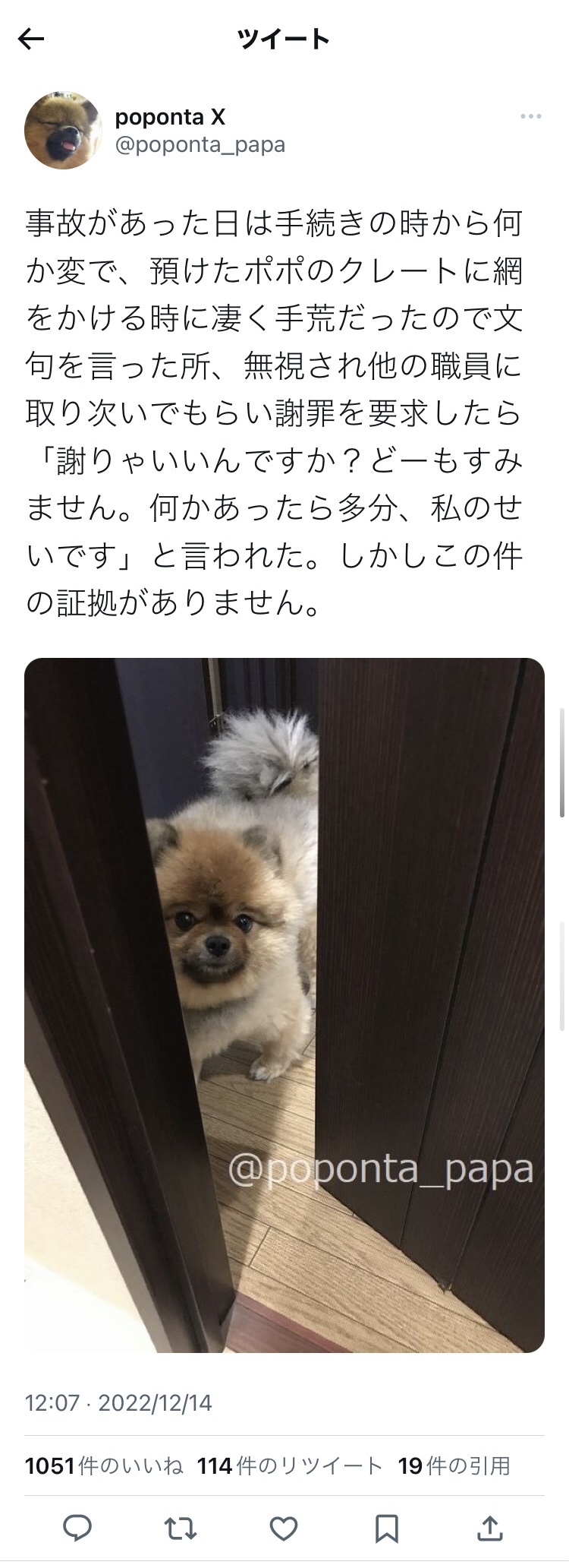 【悲報】JALさん、客の犬を蒸し焼きにしてしまうｗｗｗｗｗｗｗｗ\n_1