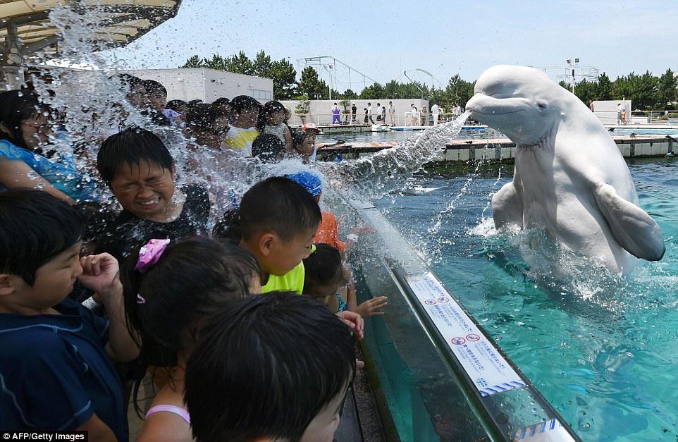 【動画】ギャル「スマホ海に落としちゃった」ワイ「取ってきたよ」\n_3