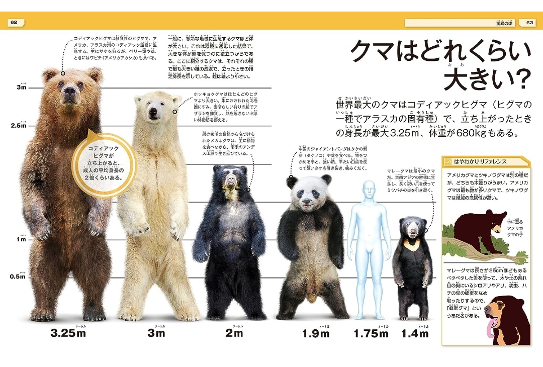 本州にヒグマがいない理由、ガチでわからない \n_1