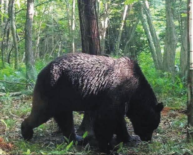 本州にヒグマがいない理由、ガチでわからない \n_1