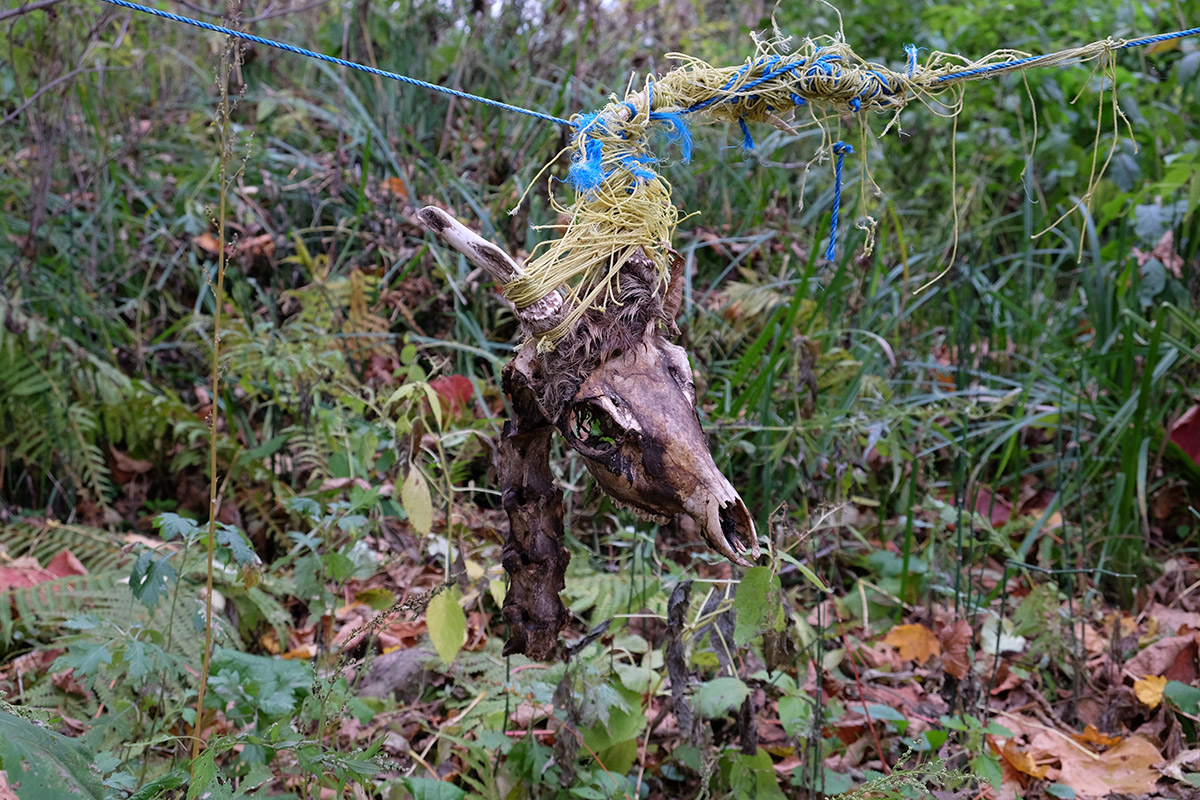 【画像】鹿、ネットに○される \n_2