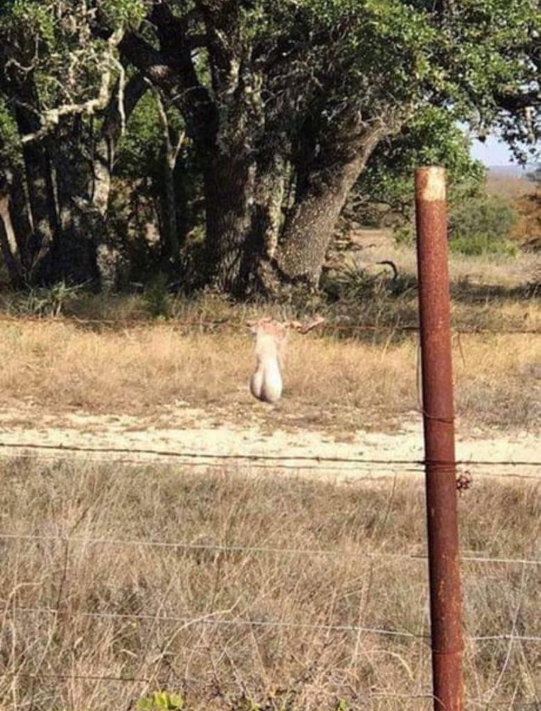 【画像】鹿、ネットに○される \n_2