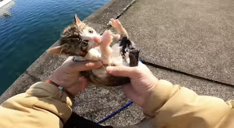 【朗報】海で溺れていた子猫を助けたYouTuberさん、再生回数がほぼ100倍になる \n_1