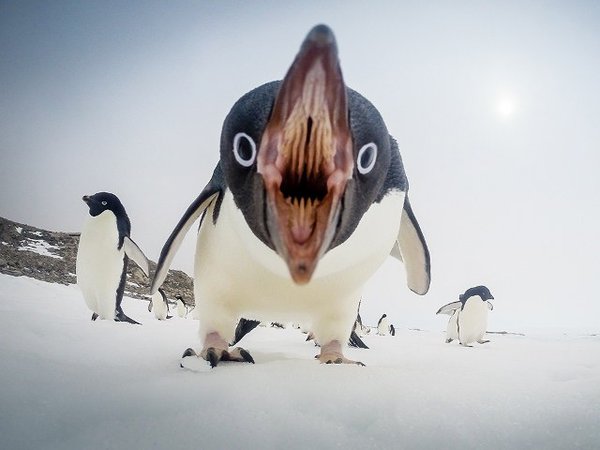 キングペンギンの顔、よく見ると怖い  [831811767]\n_1