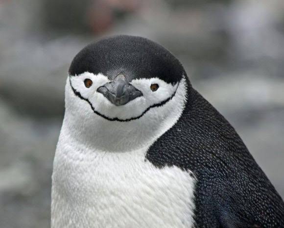 キングペンギンの顔、よく見ると怖い  [831811767]\n_6