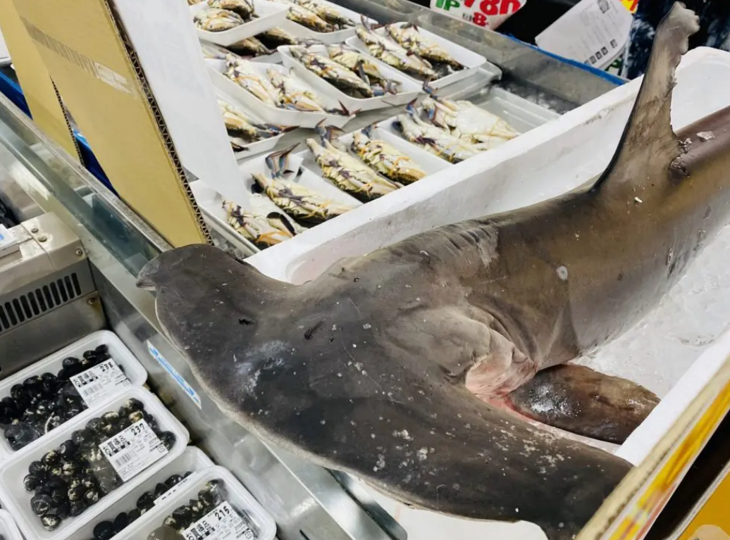 佐渡のスーパー、このレベルのサメが980円で買える  [858219337]\n_1