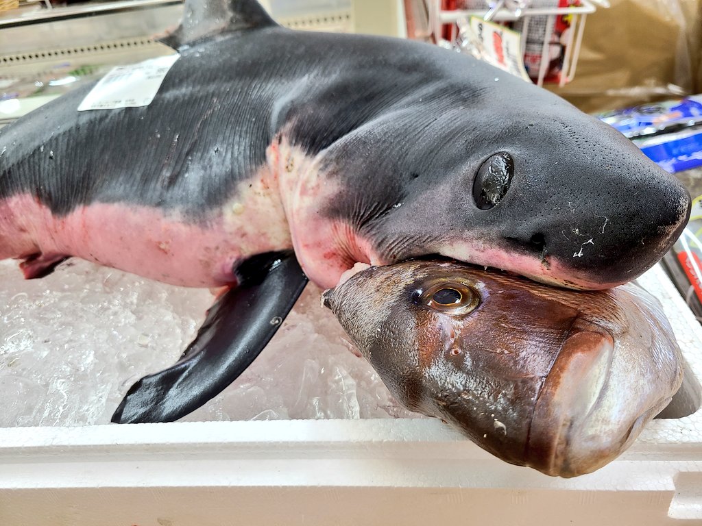 佐渡のスーパー、このレベルのサメが980円で買える  [858219337]\n_1