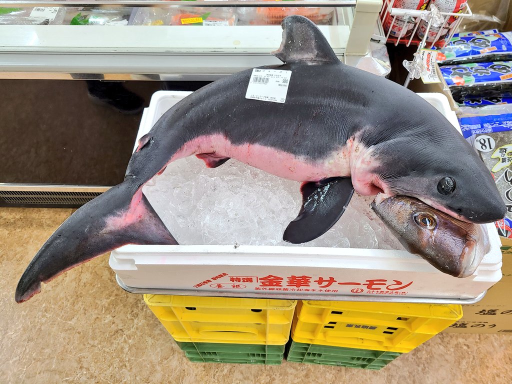 佐渡のスーパー、このレベルのサメが980円で買える  [858219337]\n_2