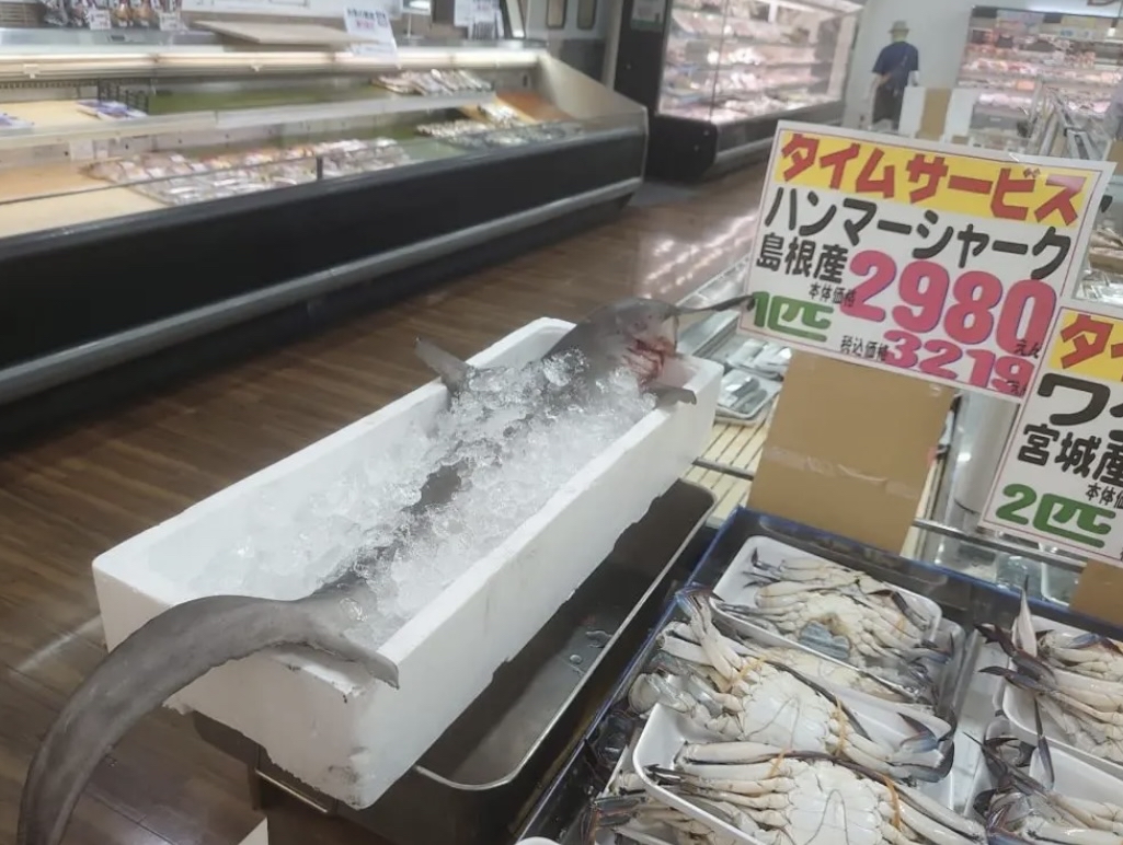 佐渡のスーパー、このレベルのサメが980円で買える  [858219337]\n_3