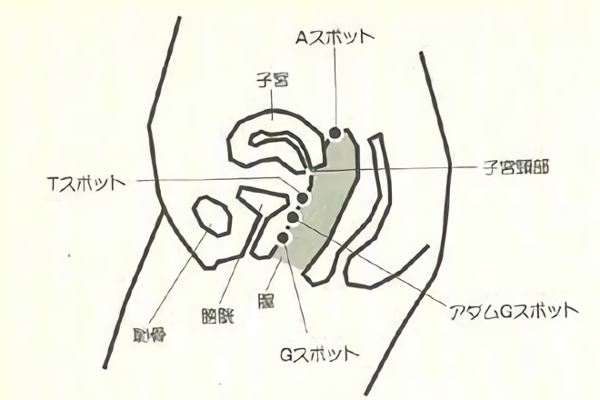 研究：女性は小さなペニスを好む  [377482965]\n_7
