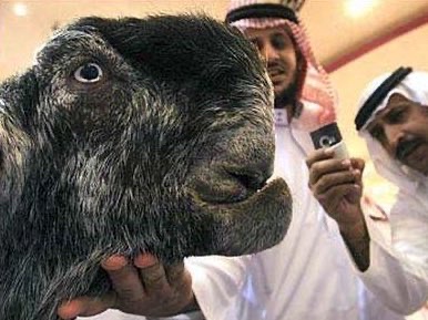 【悲報】ドバイのヤギ、思ってる以上に怖い 
_1_1