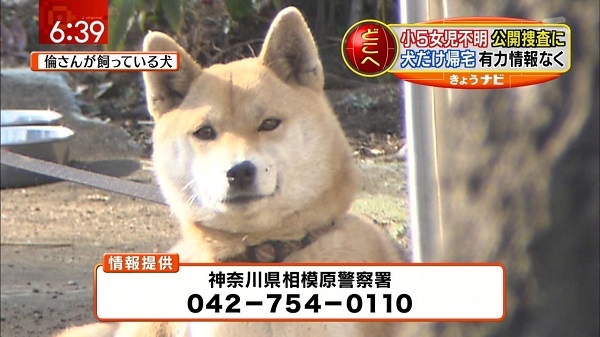 【悲報】四国犬わびすけと飼い主、風評被害でクレーム殺到する 
_11_11