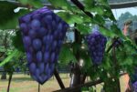 Thumbnail of post image 037