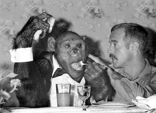 SmartHR「職場にチンパンジーが配属されたらどうする？」  [369521721]
_38_38