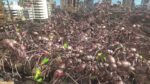 Thumbnail of related posts 011